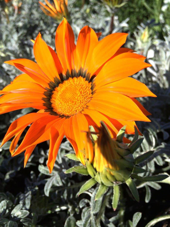 Gazania rigens Frosty Orange. Common name - Treasure Flower, Gazania