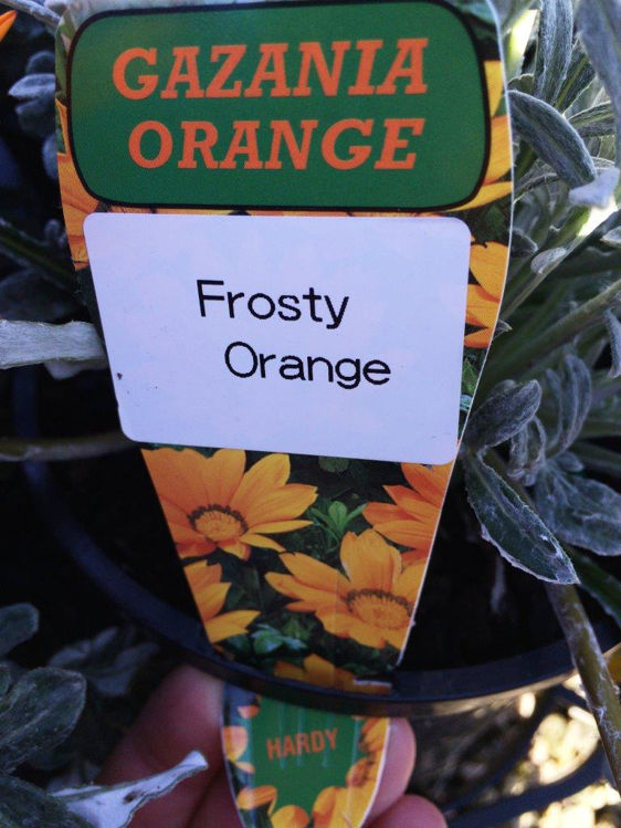 Gazania rigens Frosty Orange. Common name - Treasure Flower, Gazania