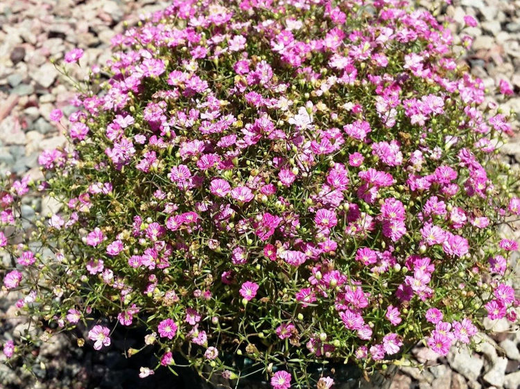 Pink Creeping Babies Breath Plant - Gypsophila repens rosea