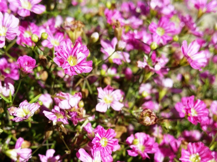 Creeping Babys Breath Pink