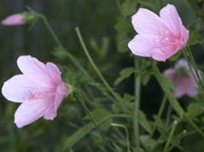 Hibiscus geranioides. Common name - Geranium Leaf Hibiscus