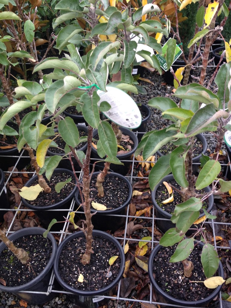 Malus domestica Pom For You | Wholesale Nursery - Nurseries in ...