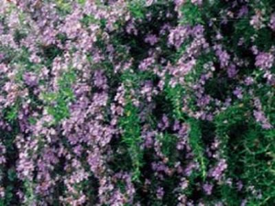 Rosmarinus officinalis Irene. Common name - Rosemary