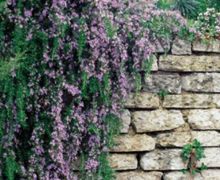 Rosmarinus officinalis Irene. Common name - Rosemary