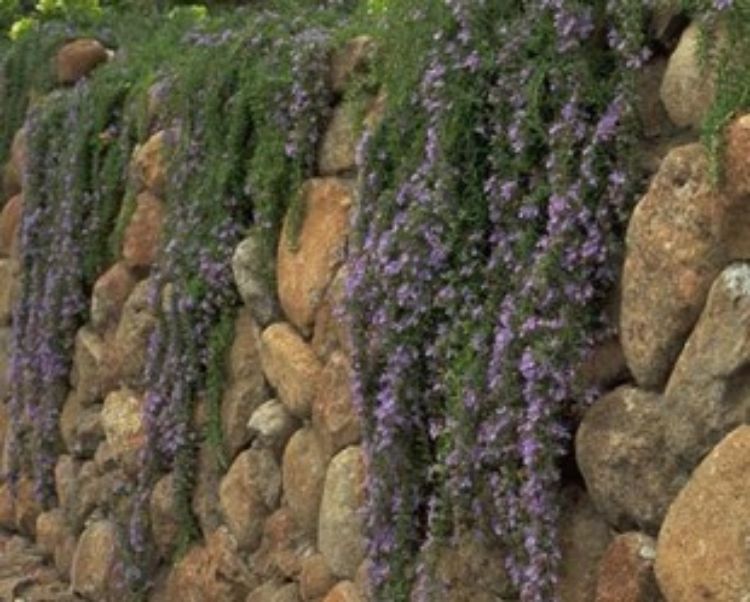 Rosmarinus officinalis Irene. Common name - Rosemary