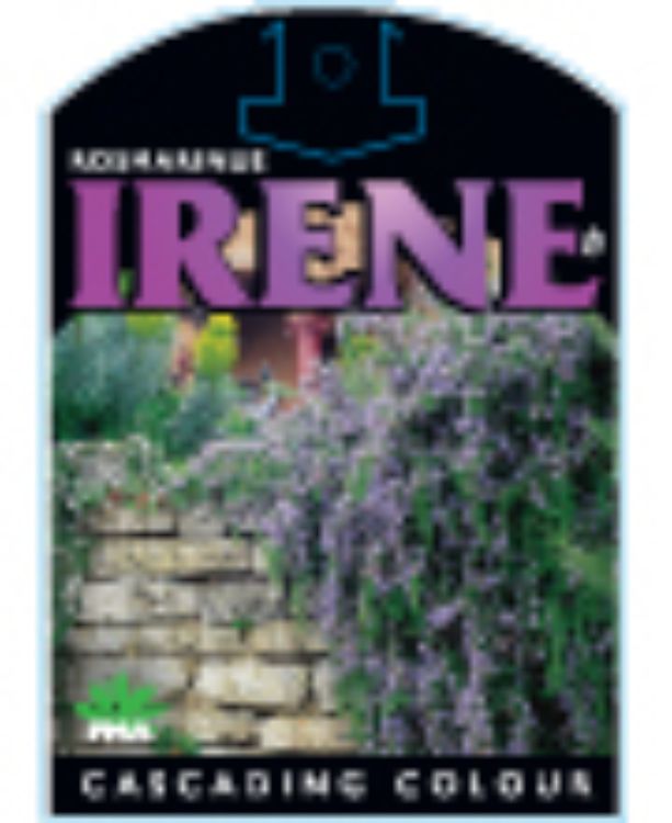 Rosmarinus officinalis Irene. Common name - Rosemary
