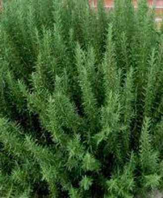 RosoffSal-1