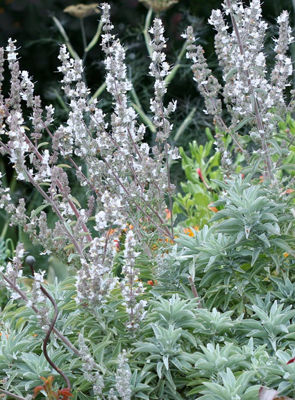 Salvia apiana. Common name - White Sage, Sacred Sage
