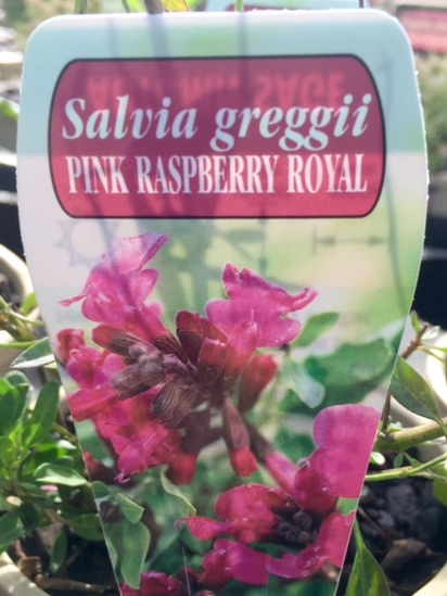 Salvia jamensis Pink Raspberry Royale | Wholesale Nursery - Nurseries ...