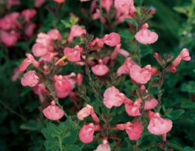 SalmicHB-1