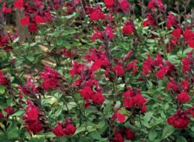 SalmicHBl-1