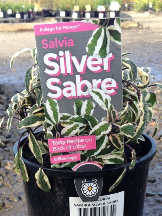 SaloffSS-4