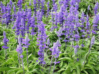 Salvia viridis Blue. Common name - Annual Clary, Orval, Clary Sage