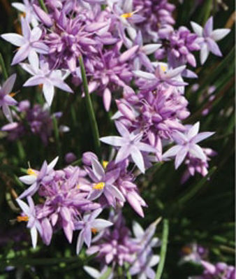 Sowerbaea juncea Wonder Grass. Common name - Vanilla Lily, Rush Lily