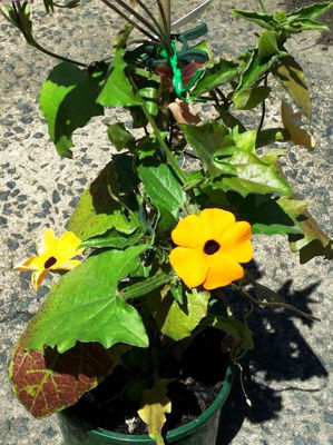 Thuala-4