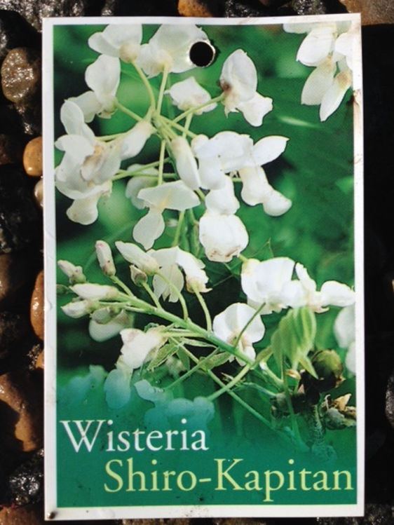 WisbraSK-4
