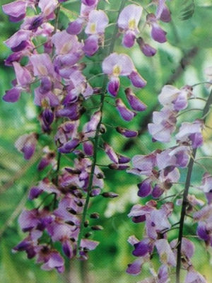 WisfloRP-2