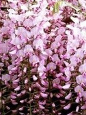 WissinRo-2