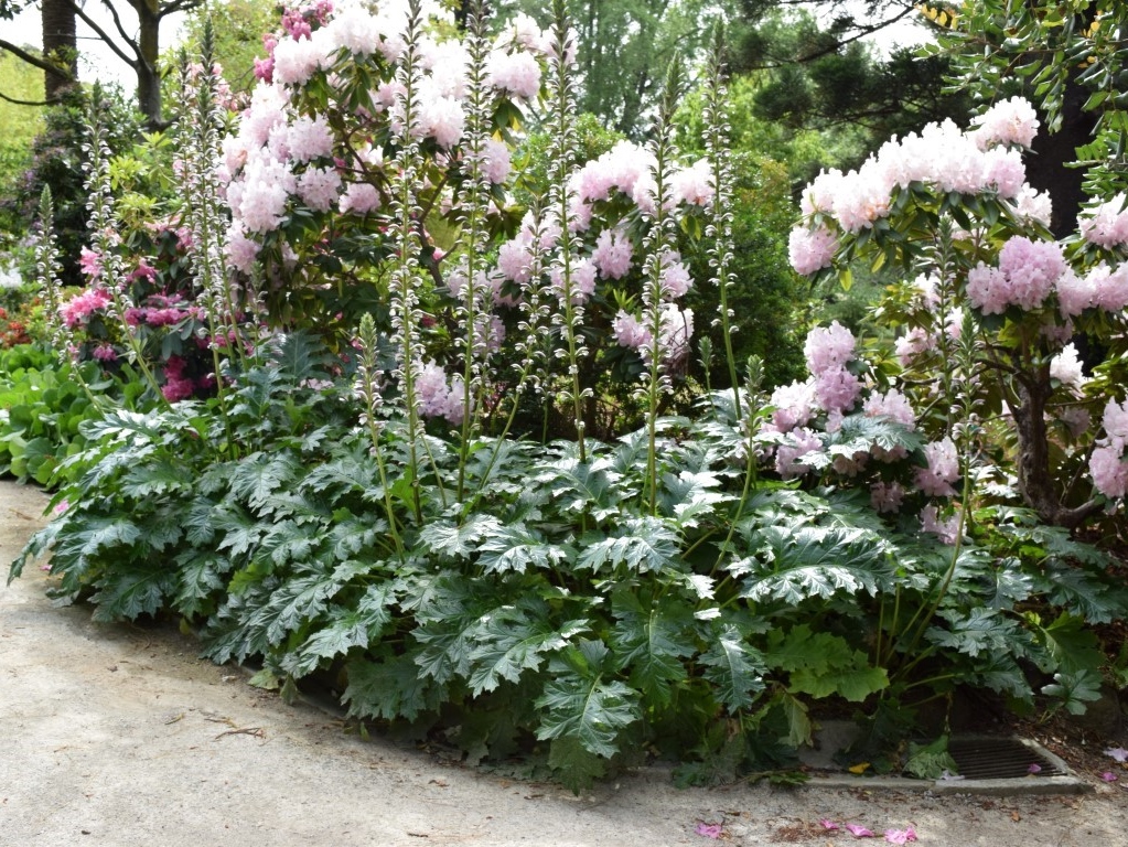 Acanthus mollis | Wholesale Nursery - Nurseries in Melbourne & Brisbane ...