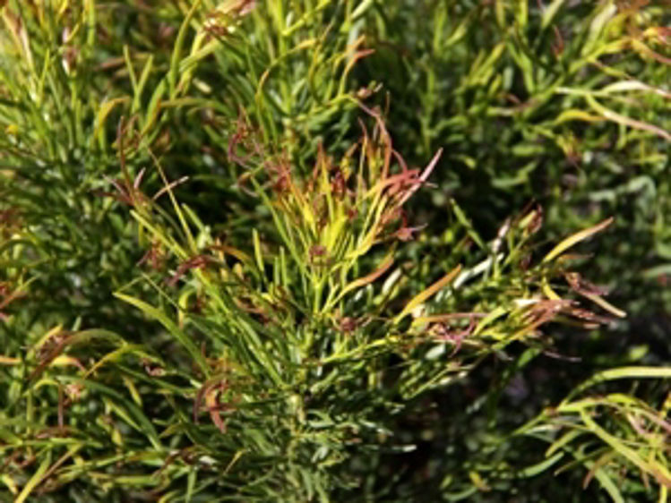 AcacogWF-1