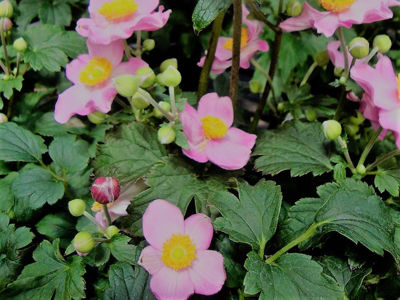 Picture of Anemone hybrida Fantasy Cinderella