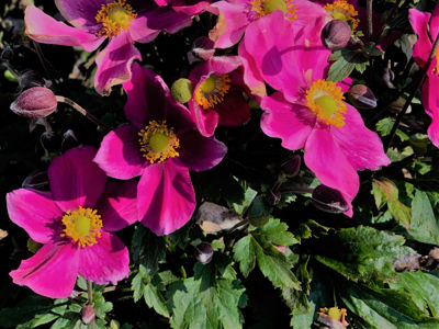 Picture of Anemone hybrida Fantasy Red Riding Hood