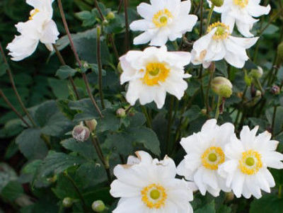 Picture of Anemone hybrida Fantasy Snow Angel