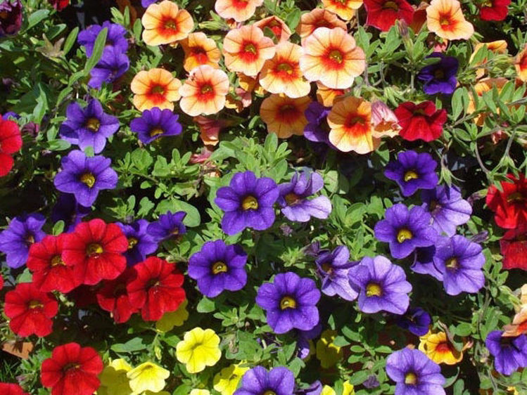 Picture of Calibrachoa hybrida