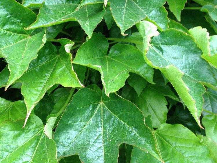 Picture of Parthenocissus tricuspidata
