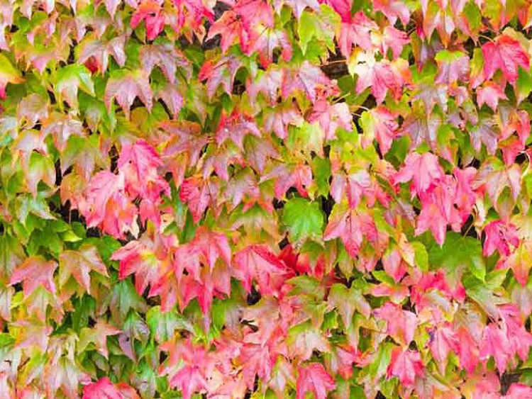 Picture of Parthenocissus tricuspidata