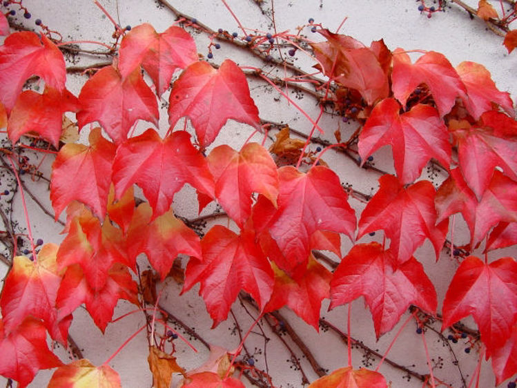 Picture of Parthenocissus tricuspidata