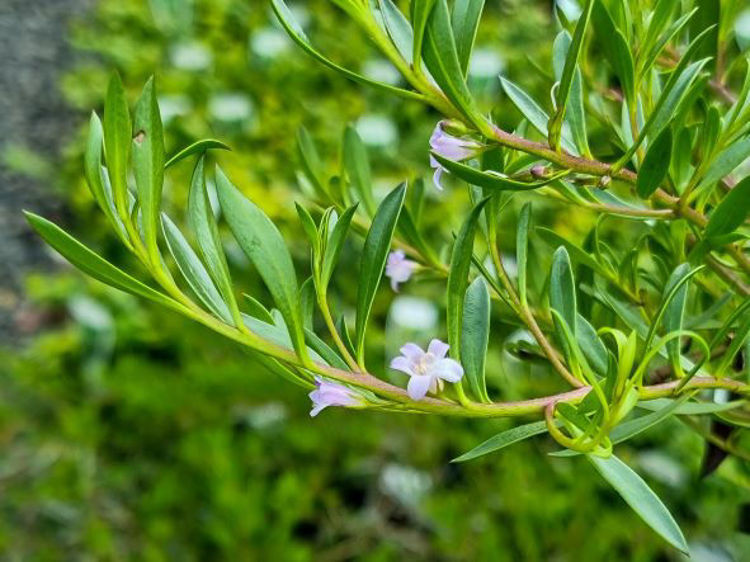 Picture of Myoporum insulare Lie Low