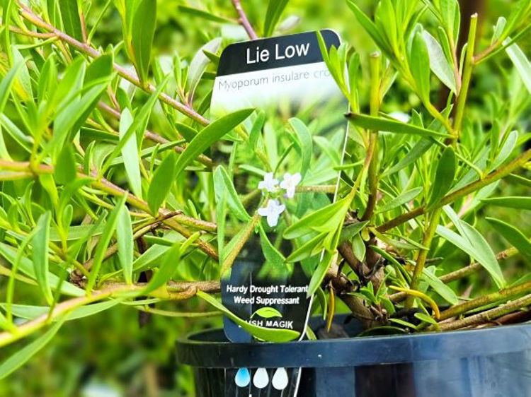 Picture of Myoporum insulare Lie Low