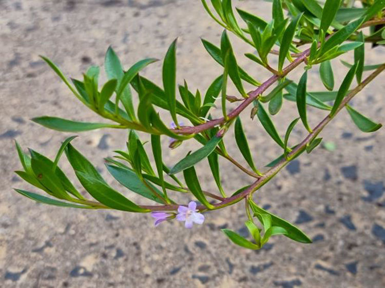 Picture of Myoporum insulare Lie Low