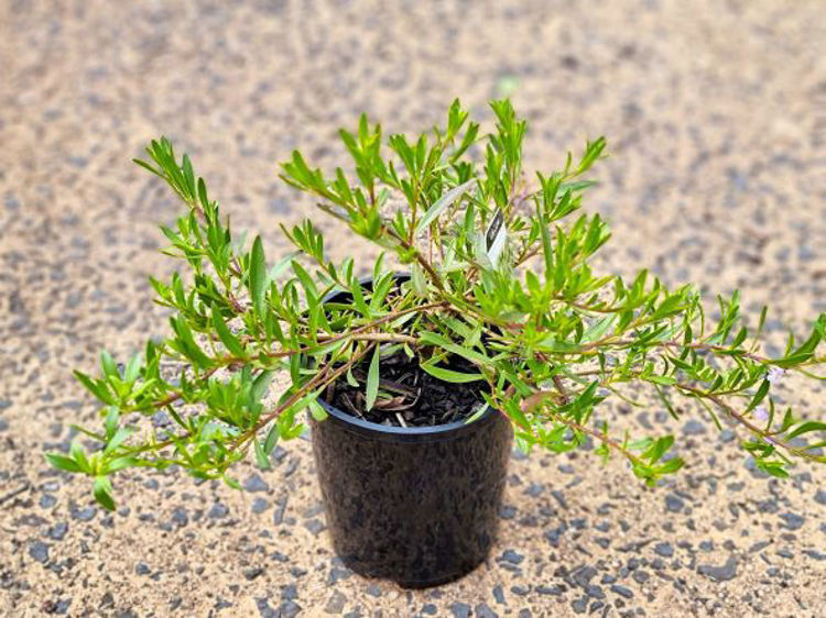 Picture of Myoporum insulare Lie Low