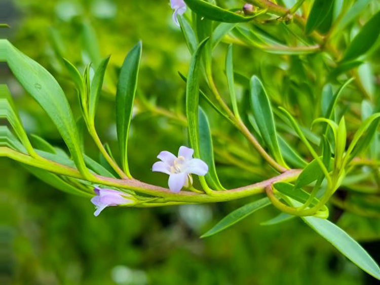 Picture of Myoporum insulare Lie Low