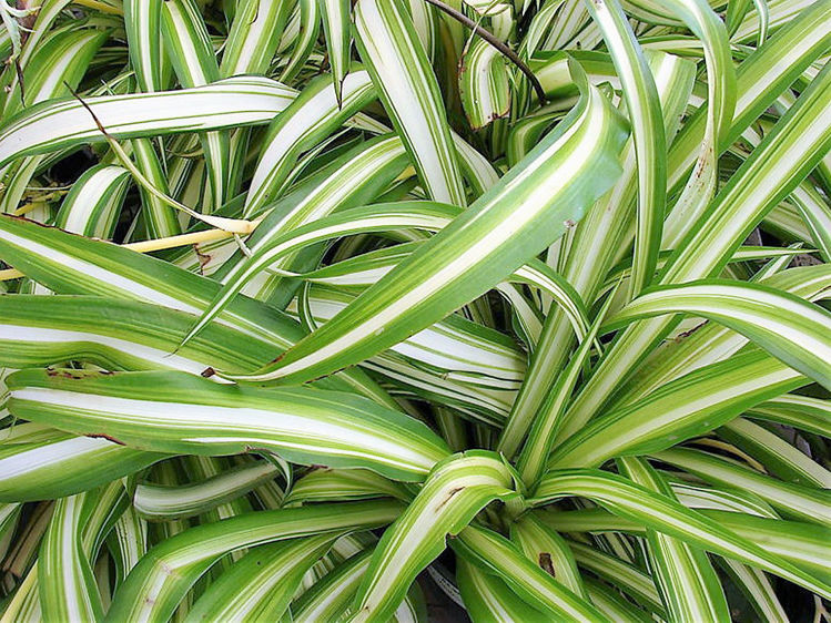 Picture of Chlorophytum comosum