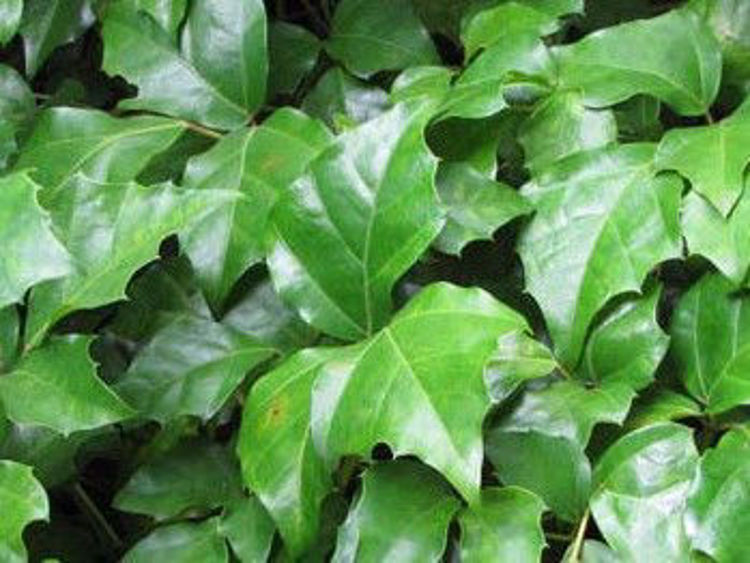 Picture of Cissus rhombifolia