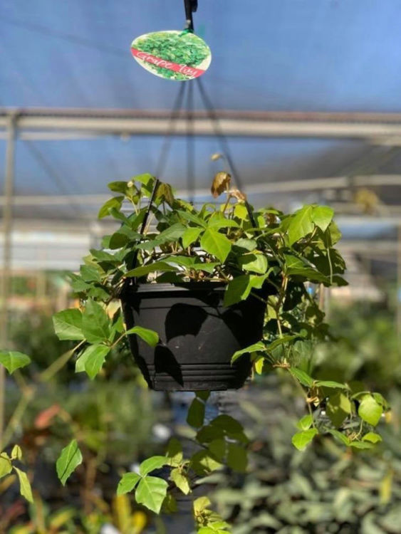 Picture of Cissus rhombifolia