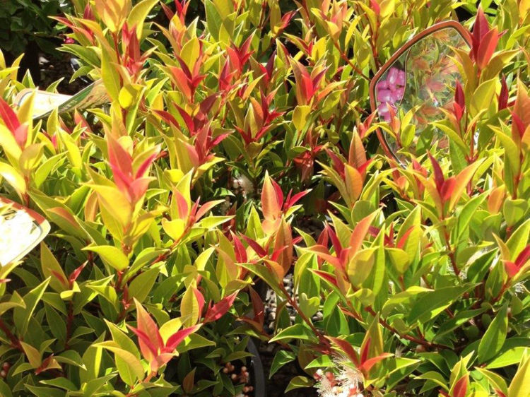 Picture of Syzygium australe Winter Lights