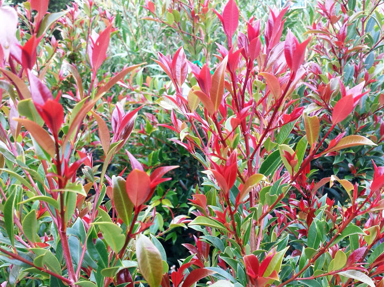 Picture of Syzygium australe Winter Lights