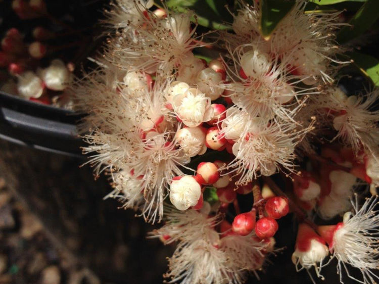 Picture of Syzygium australe Winter Lights