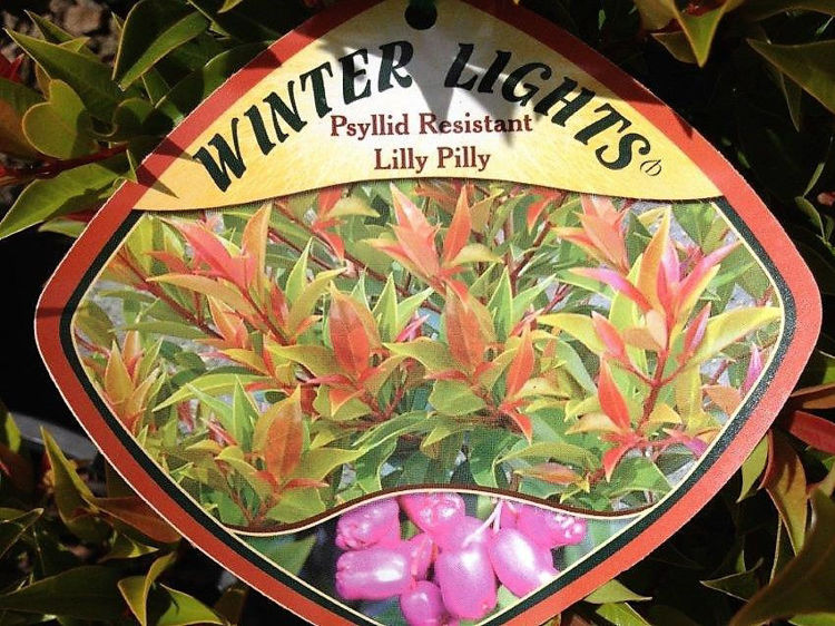 Picture of Syzygium australe Winter Lights