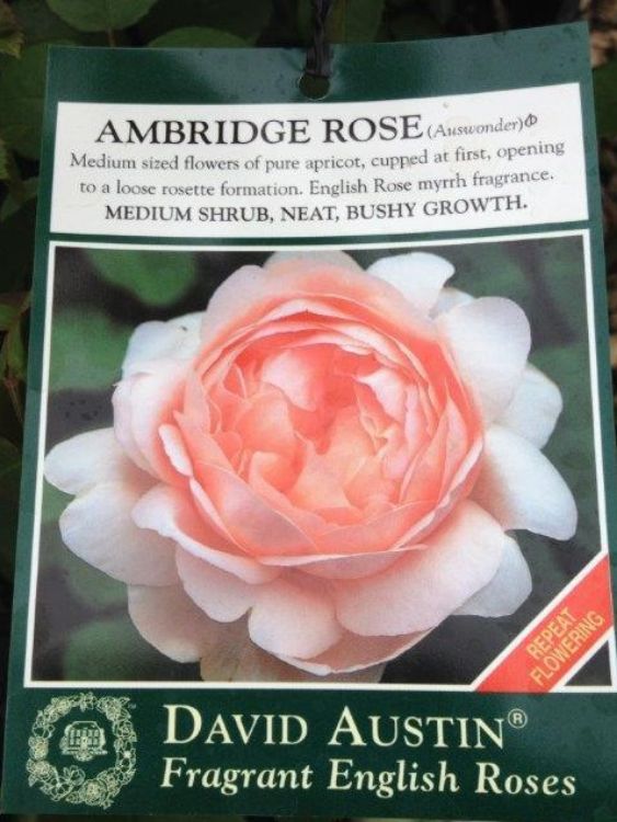Picture of Rosa Ambridge Rose