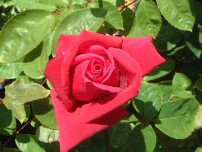 Picture of Rosa Avon