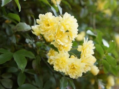 Picture of Rosa banksiae Lutea