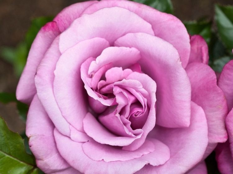 Picture of Rosa Barbra Streisand