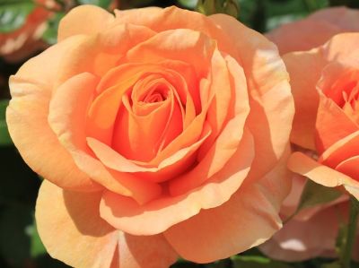 Picture of Rosa Bengali