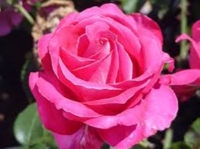 Picture of Rosa Best Friend