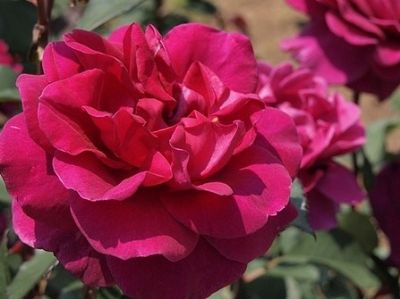 Picture of Rosa Blackberry Nip